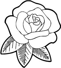 Rose 5
